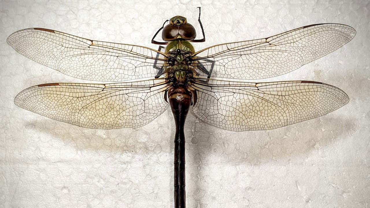 Dragonfly or Odonata Pinning Tutorial #shorts
