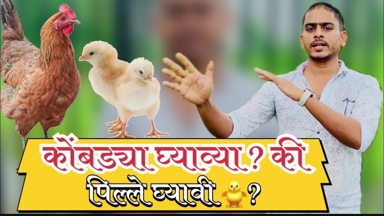 कोंबड्या की पिल्ले घेवून कुकुटपालन सुरू करायचं ? gavran kombdi palan #dwitfarm
