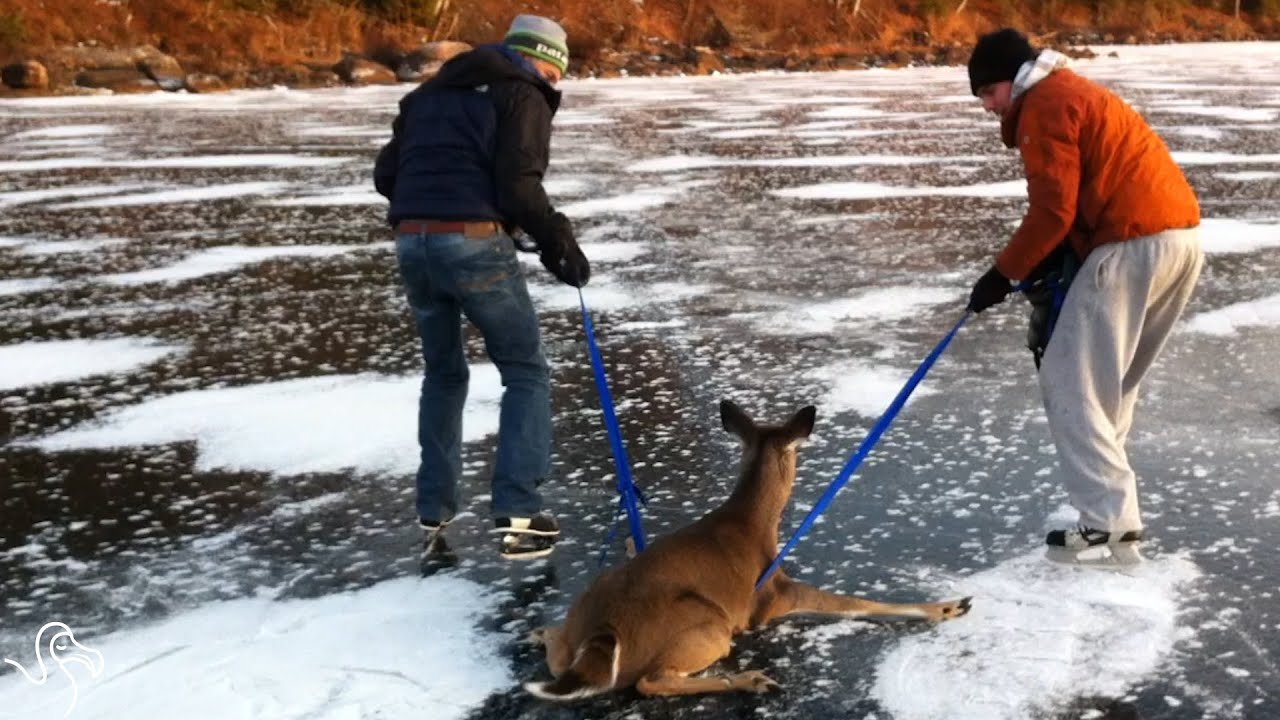 She Was Trapped On Ice Until They Pulled Her To Safety