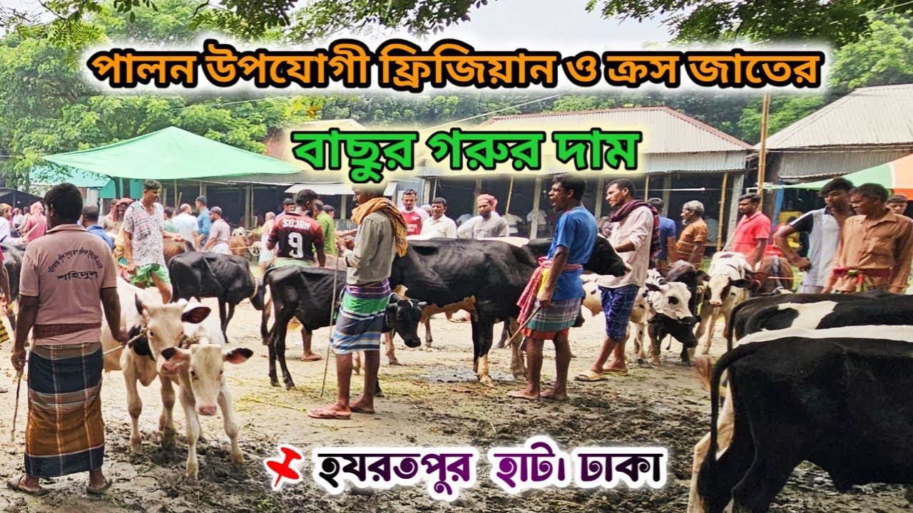 পালন উপযোগী ফ্রিজিয়ান ও ক্রস জাতের বাছুর গরুর দাম | হযরতপুর হাট