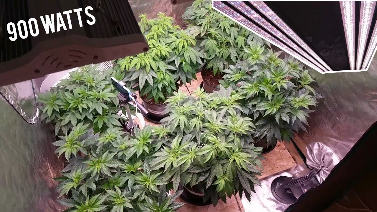 UPGRADED WIDEBAND LEDS - INCREASING FLOWER SITES - ORGANIC FEEDING