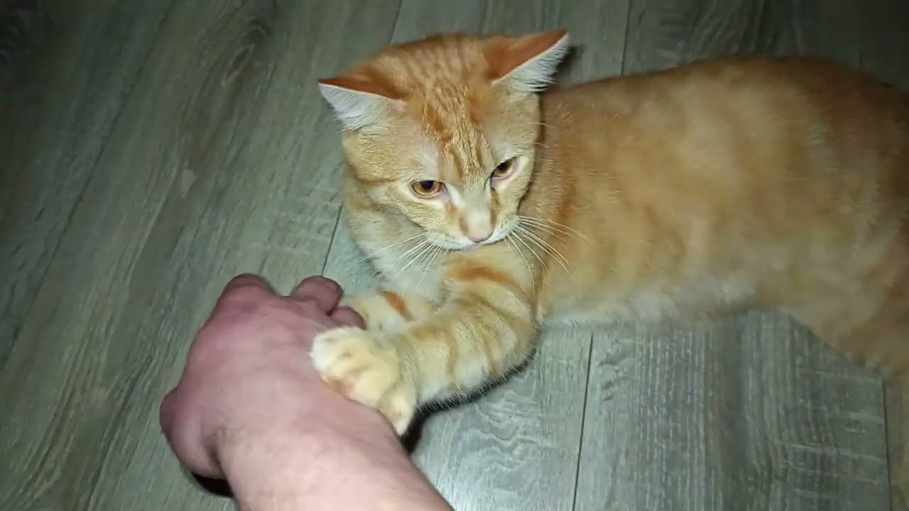 Wir wollten vor dem Schlafengehen spielen, aber Tomy hat eigene Pläne 🐾