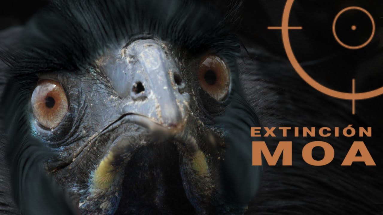 AVES EXTINTAS | El Moa de Nueva Zelanda