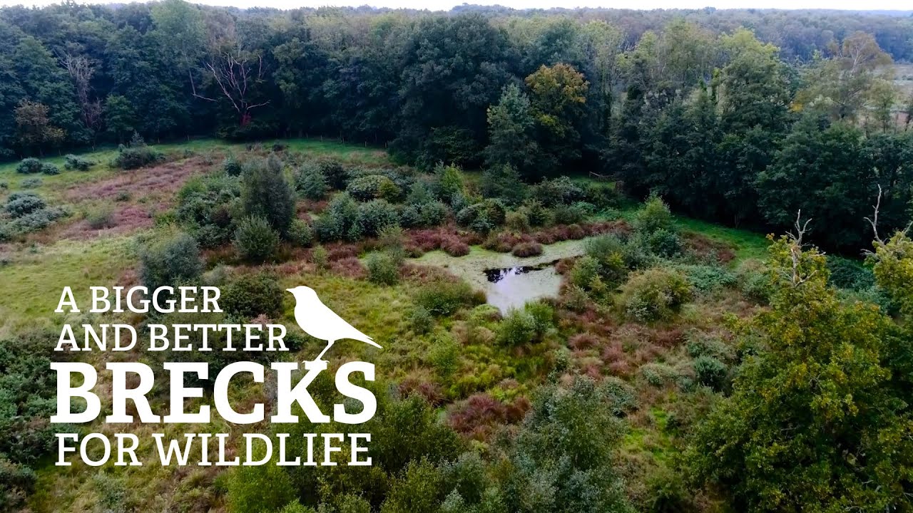 Help us create a bigger, better Brecks for wildlife