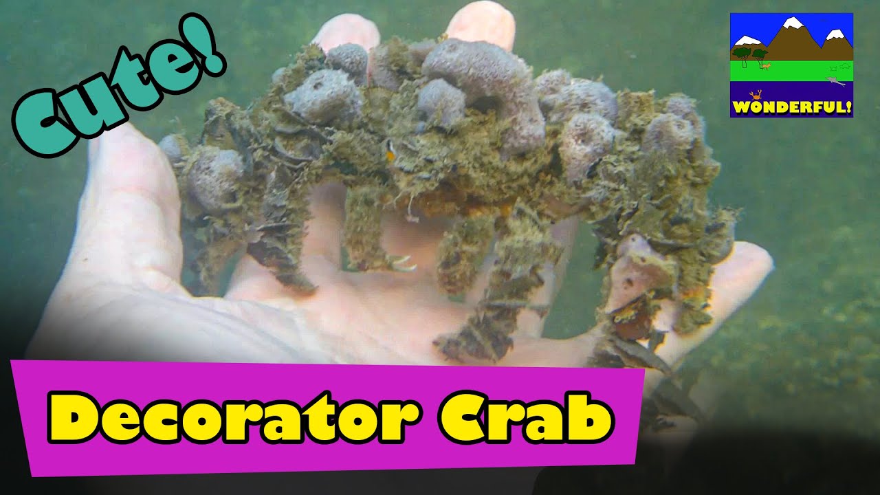 Hong Kong Marine Invertebrates - Decorator Crab !   (裝飾蟹)
