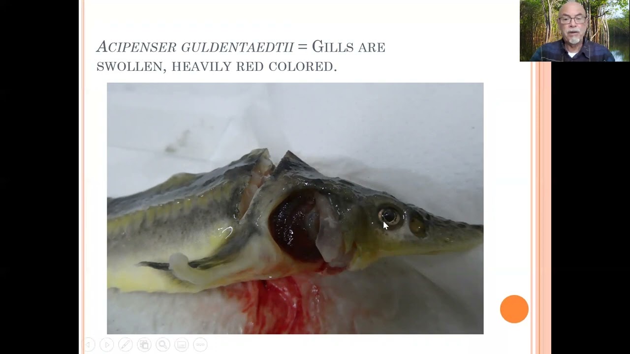 Fish disease case nr. 66 Sturgeon Acipenser with bacterial or viral and parasitic infection