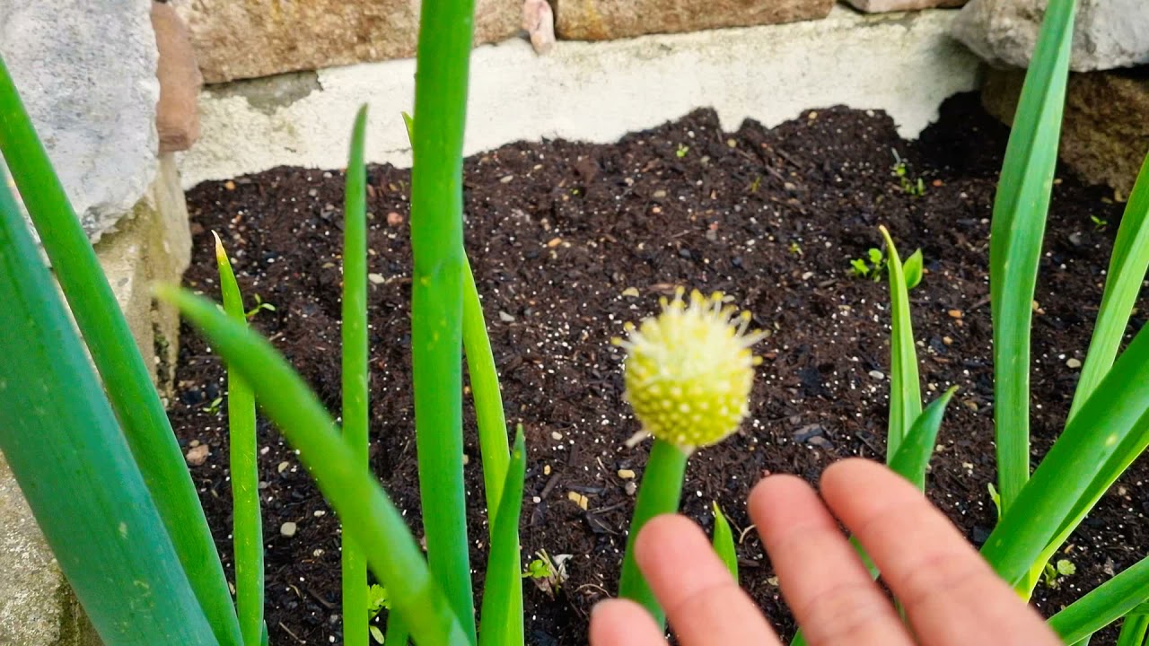 FLORES DE CEBOLLIN O CEBOLLA LARGA🌼