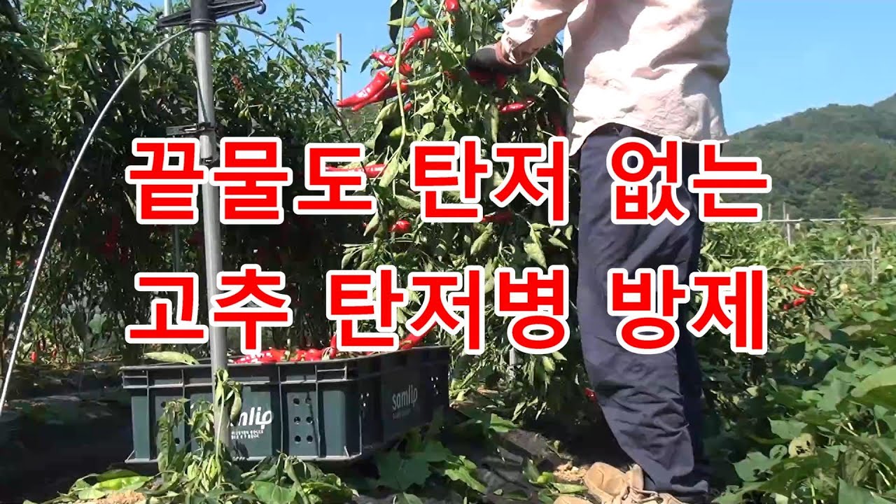 [24 года выращиванию перца чили в саду, часть 4] Методы борьбы с антракнозом в саду с перцем чили...
