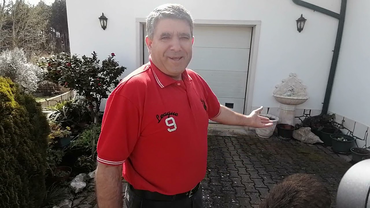 Família adota javali em Ferreira do Zêzere