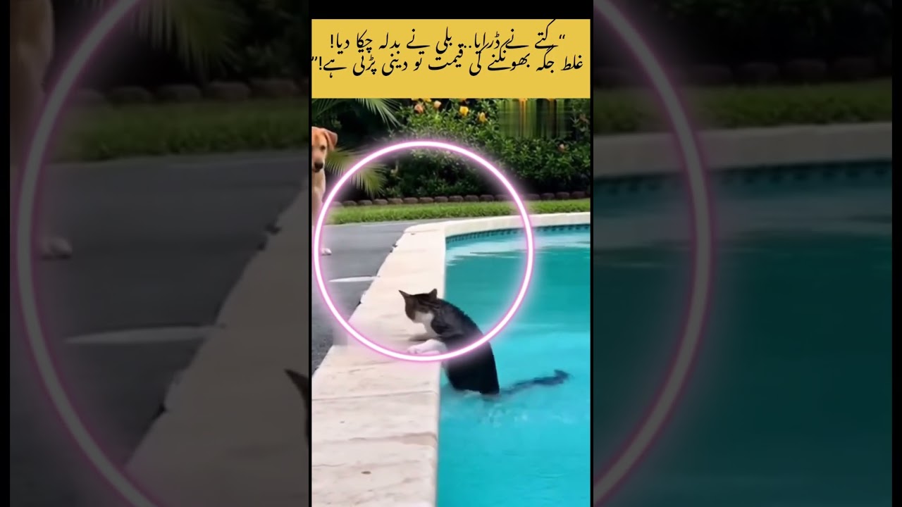 “Scared Cat Turns Savage!” 