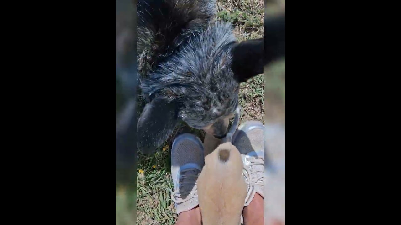 Kate Anne Puppy #heeler the first days home