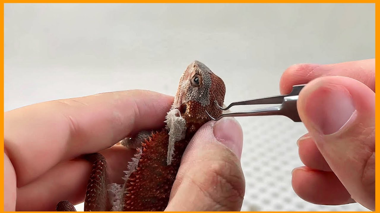Bearded Dragon Shedding ASMR - Ep.4 | Mesmerizing Peel