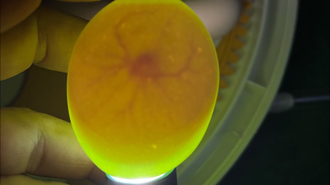 Candling eggs: Day 10 and what it should look like.