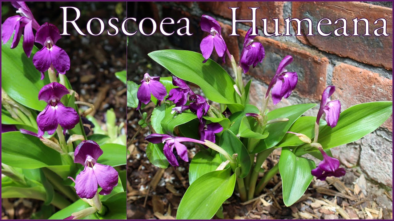 Roscoea Humeana exotic tropical looking hardy perennial My Walled Garden UK purple flowers
