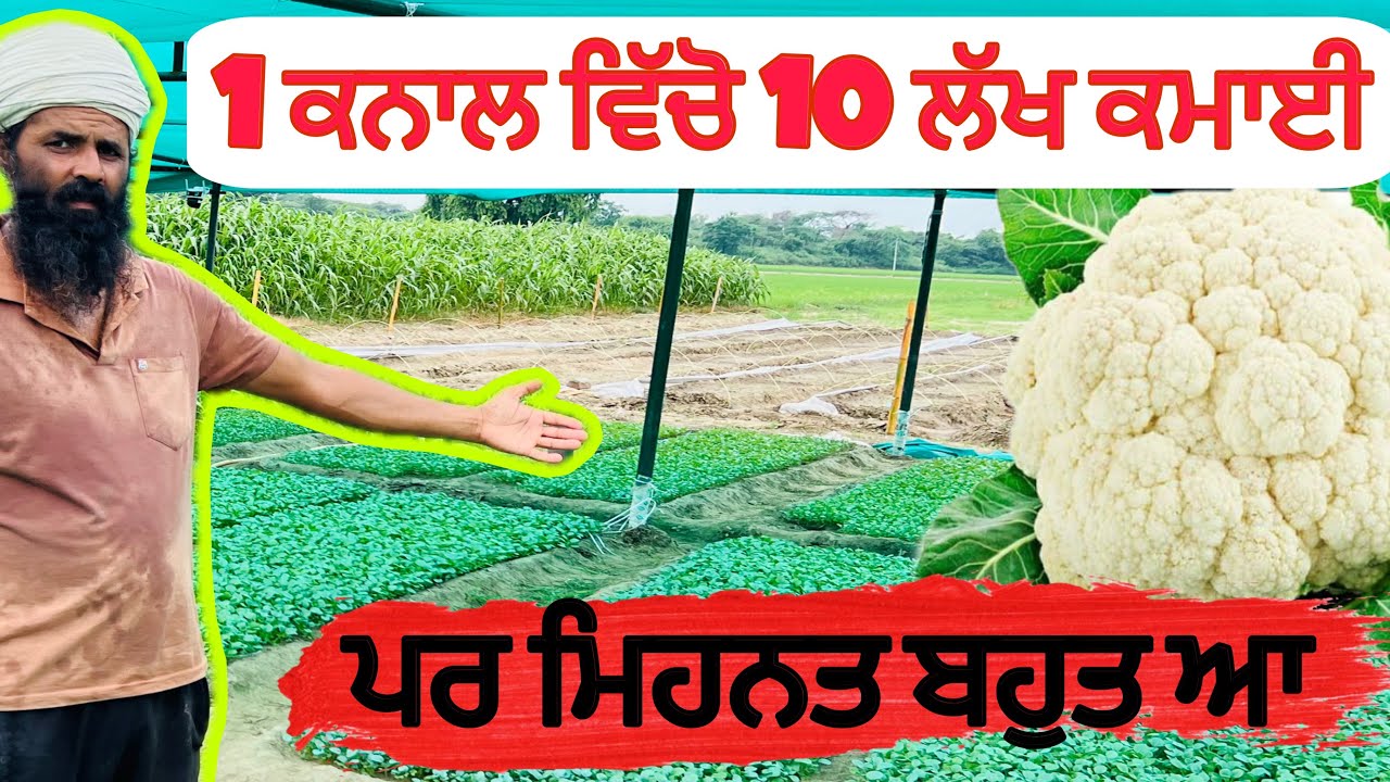 ਐਨੀ ਕਮਾਈ ਵੀ ਹੋ ਸਕਦੀ ਆ 1 ਕਨਾਲ ਵਿੱਚੋ ਜੇ ਮਿਹਨਤ ਕਰੇ ਬੰਦਾ॥Gobi di paneeri de kheti॥Farming #khetibadi