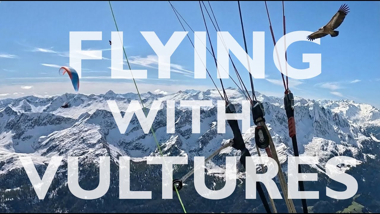 Flying Side by Side with Vultures - Ticino Paragliding