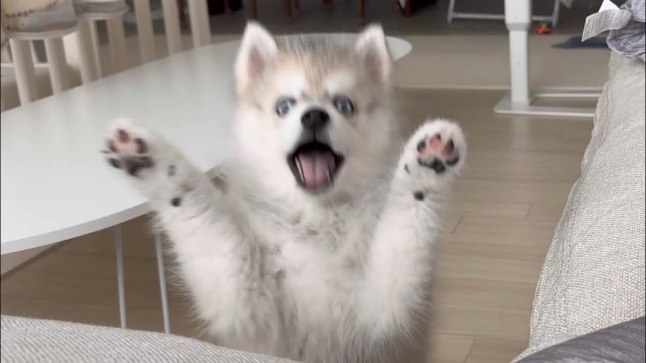 견생 처음 대형견 친구랑 인사하기ㅣ4개월 폼스키 체력ㅣ5세대 폼스키🐶