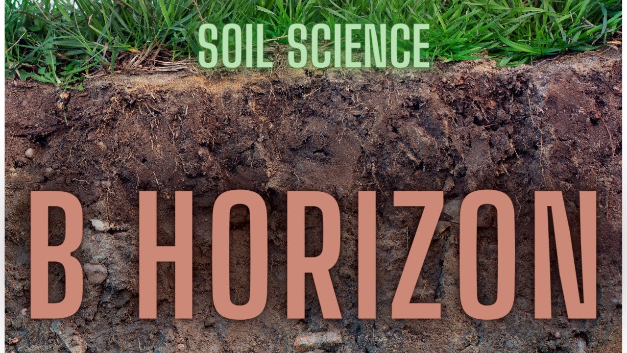 ALL ABOUT SOIL: B Horizon