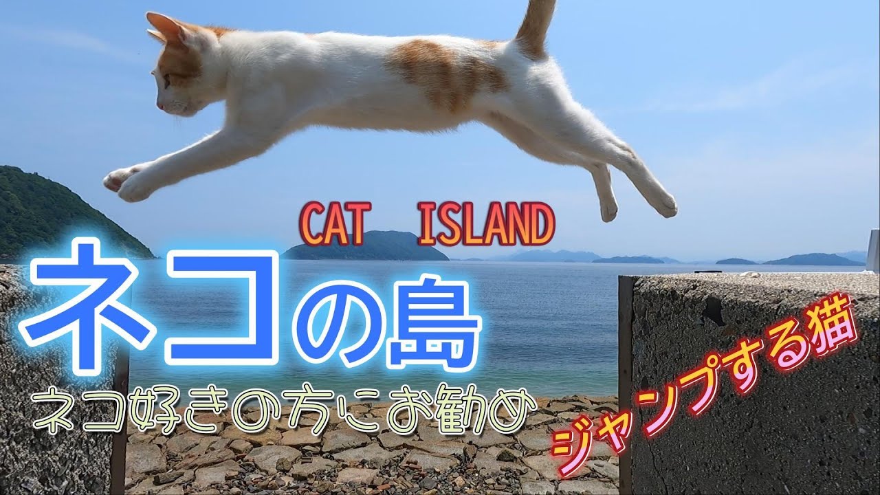 猫の島【佐柳島】にいってきました