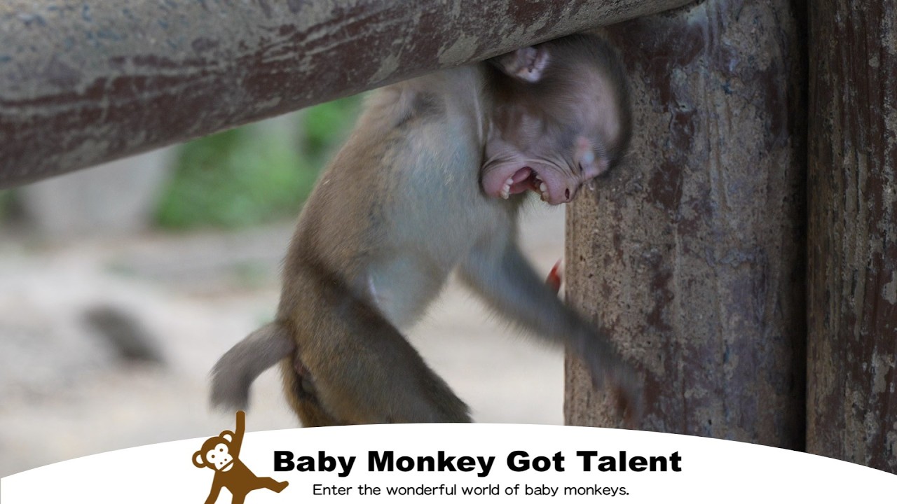 Что случилось? Момент, изменивший судьбу малыша-обезьянки / monpai monyet baby monkey