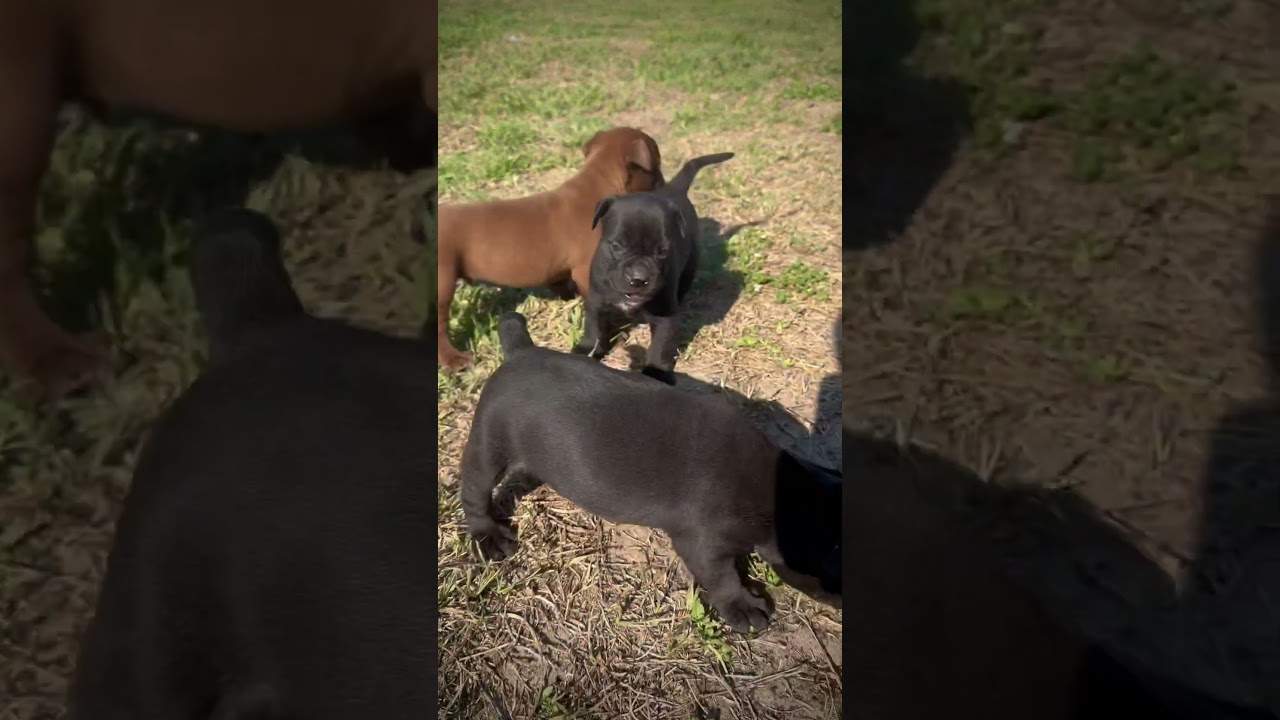 RBLK “Olde English Bulldogge  “