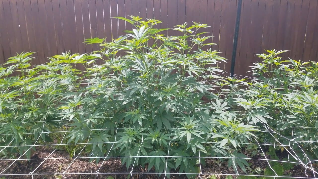2021 Outdoor Cannabis Garden Tour | Garden Update [#08] - June 14
