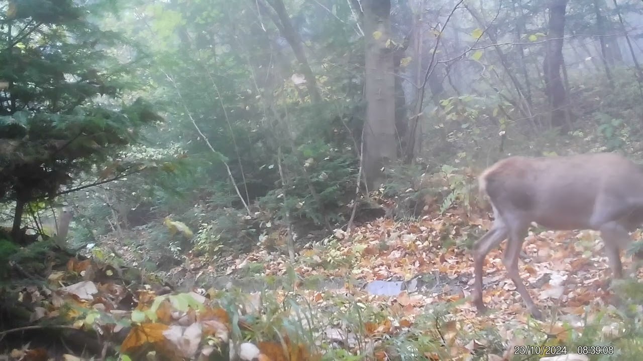 Młody karpacki byk i jego mini harem. Beskid Niski 2024 r.