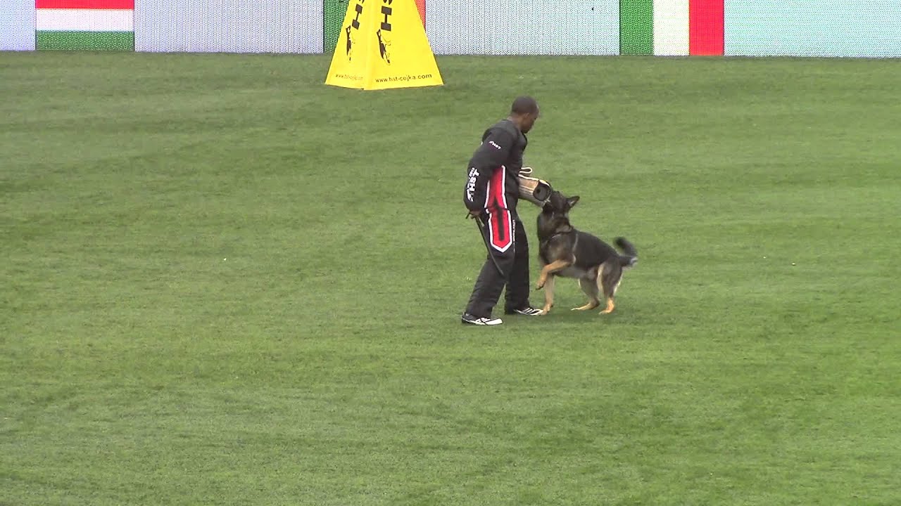2013 WUSV  Oxsengendler&nbsp;Isabella and Crash&nbsp;von&nbsp;den&nbsp;W&ouml;lfen Long Bite - Russia
