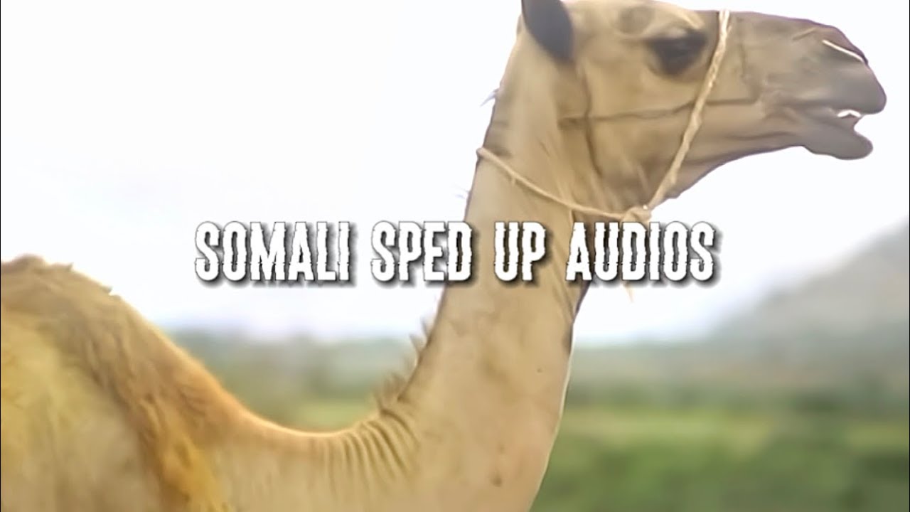 timo sadaraley - cali dhaanto [sped up]