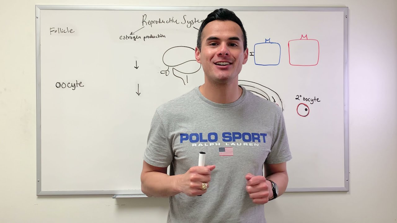 Oogenesis, Follicle development, and Estrogen production