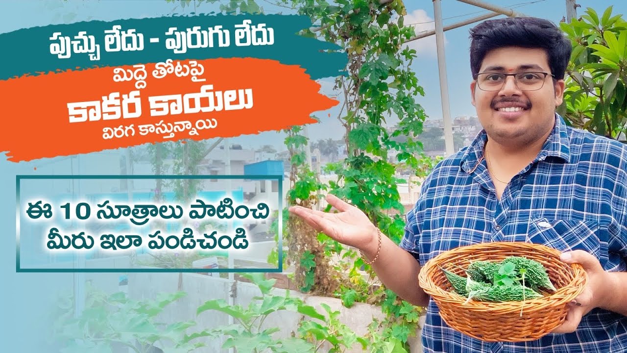 10 Best Tips to grow Bitter gourds (కాకర కాయలు) At HOME