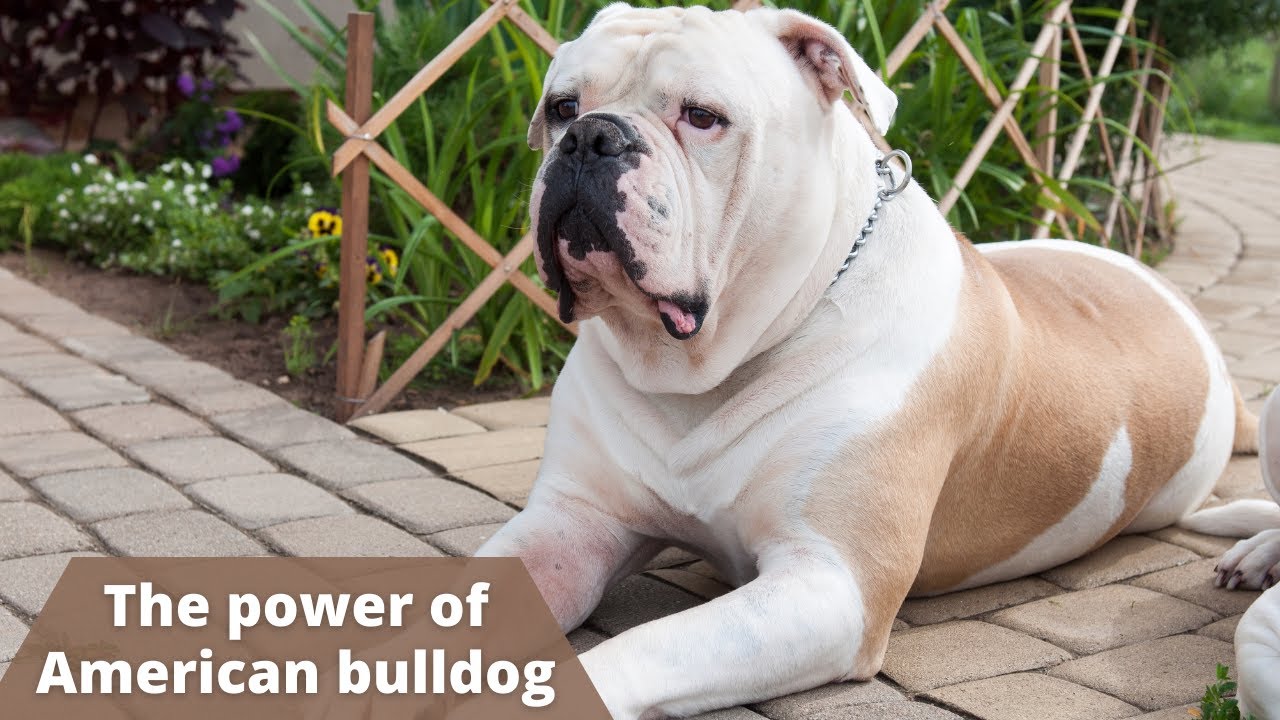 The Power of American Bulldog: Exceptional Strong and Protective Dog