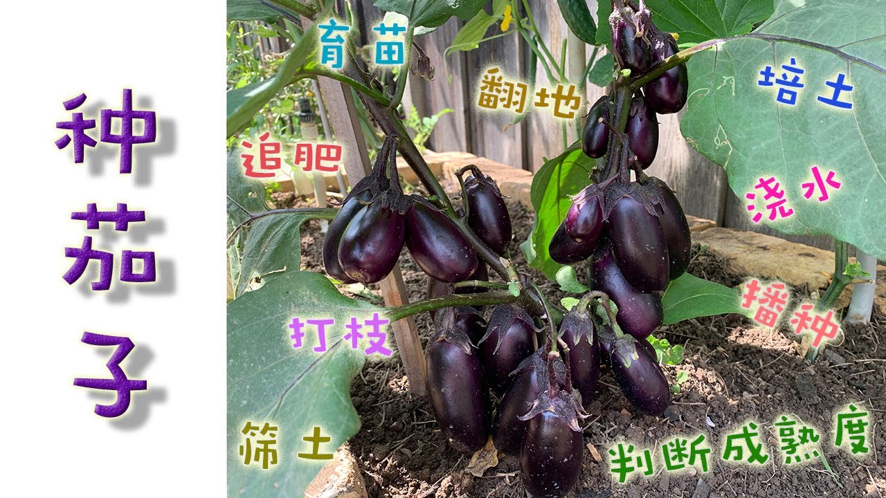 【我在硅谷当农民14】茄子种植：筛土、翻地、播种、育苗、打枝、培土、追肥、浇水、搭架、成熟判断等全过程详解