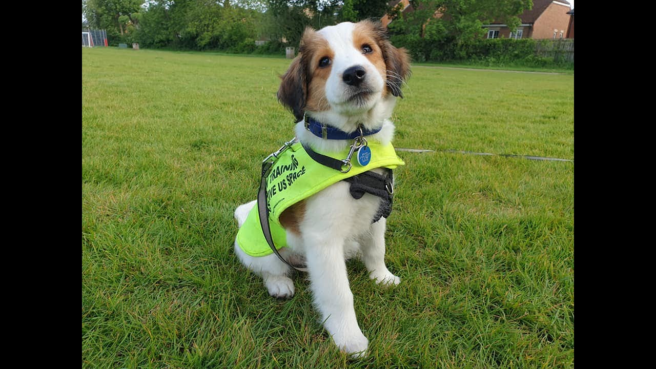 Bacchus the Kooikerhondje Puppy - 5 Weeks Residential Dog Training
