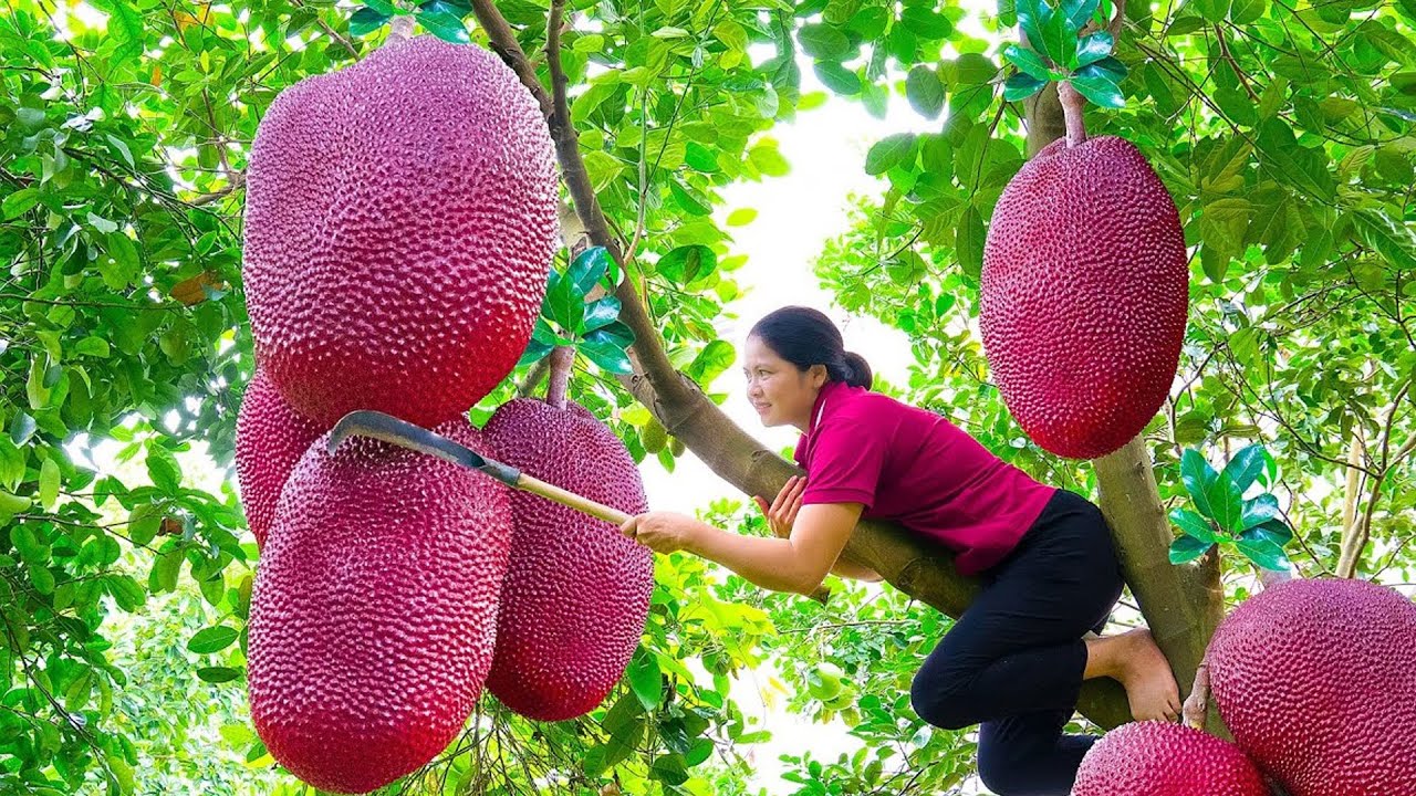 Harvesting Red Jackfruit - Unique Traditional Cooking | Farm 4k