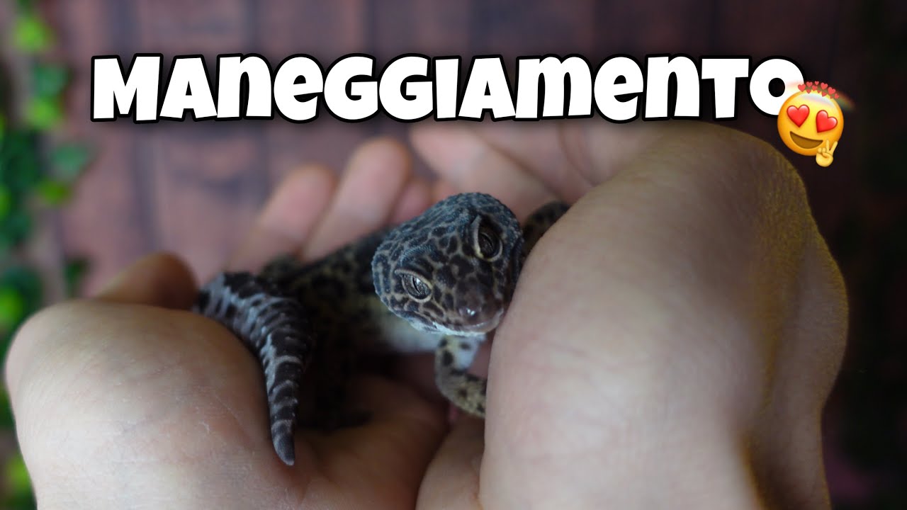 COME MANEGGIARE UN GECO LEOPARDINO