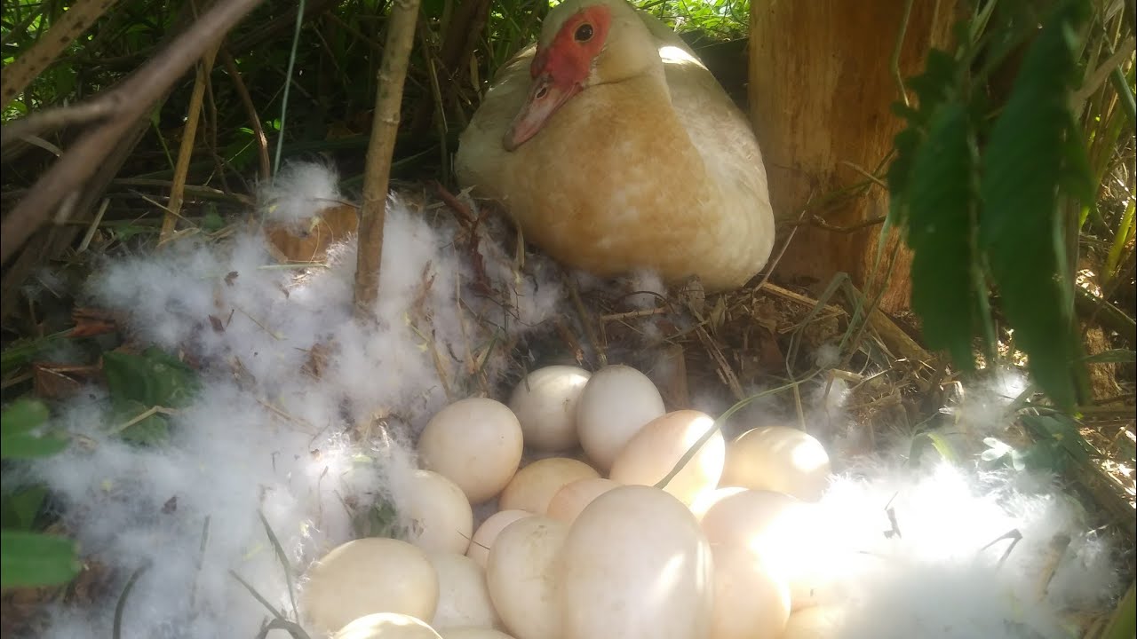 OLHA SÓ ENCONTREI UM NINHO DE PATA COM 29 OVOS +OVO GIGANTE