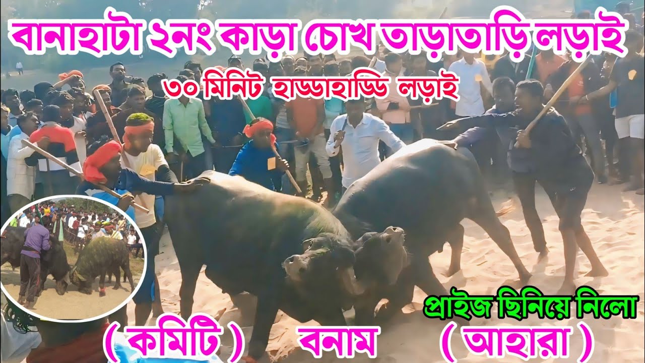 বানাহাটা আসরের ২নং কাড়ার হাইভোল্টেজ লড়াই। Banahata Kara larai #Banahata_kara_lorai