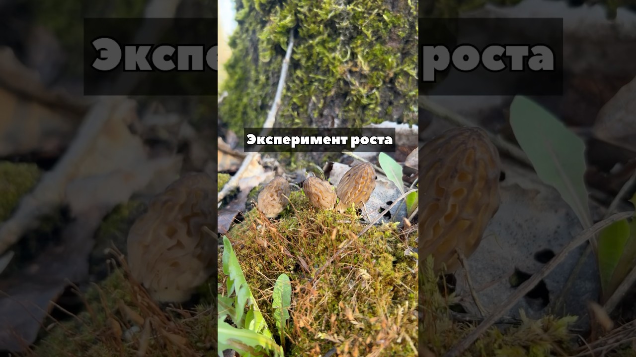 Эксперимент роста сморчков!