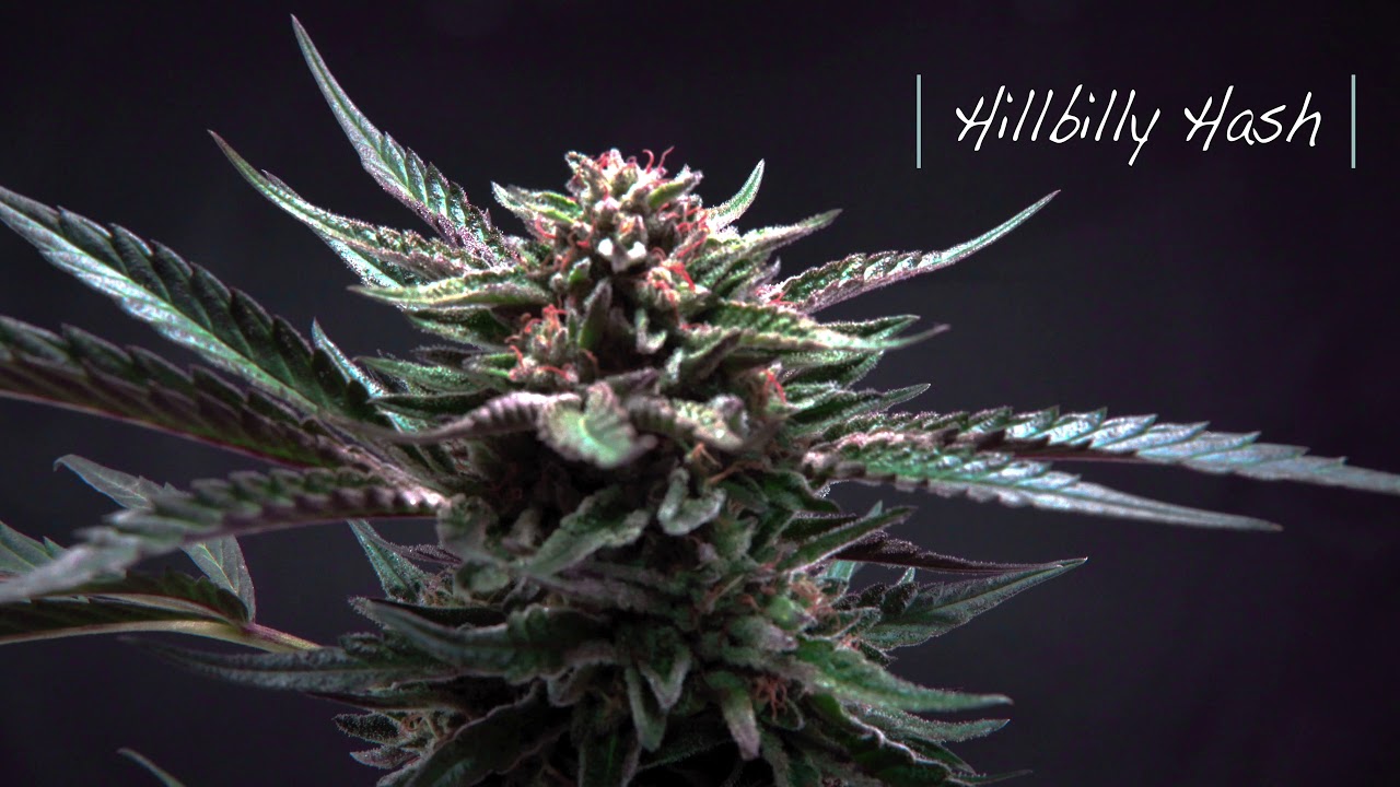 Hillbilly Hash: CBD Hemp Flower