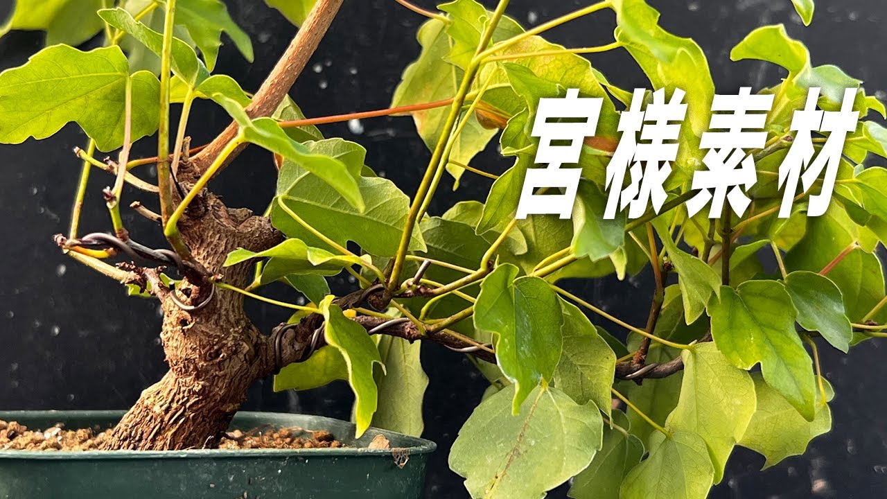 宮様楓の素材作り #盆栽 #bonsai