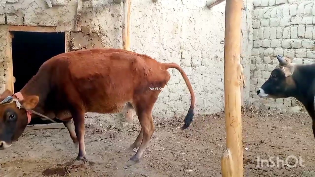 what a powerful romance between strong Bull and cow crossing ||Yak VS Cow||