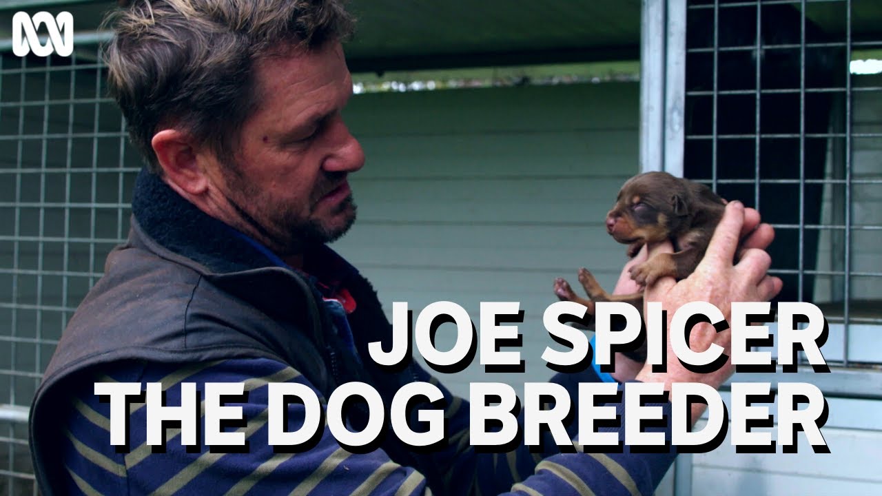 Award winning dog breeder and trial dog champion, Joe Spicer | Muster Dogs