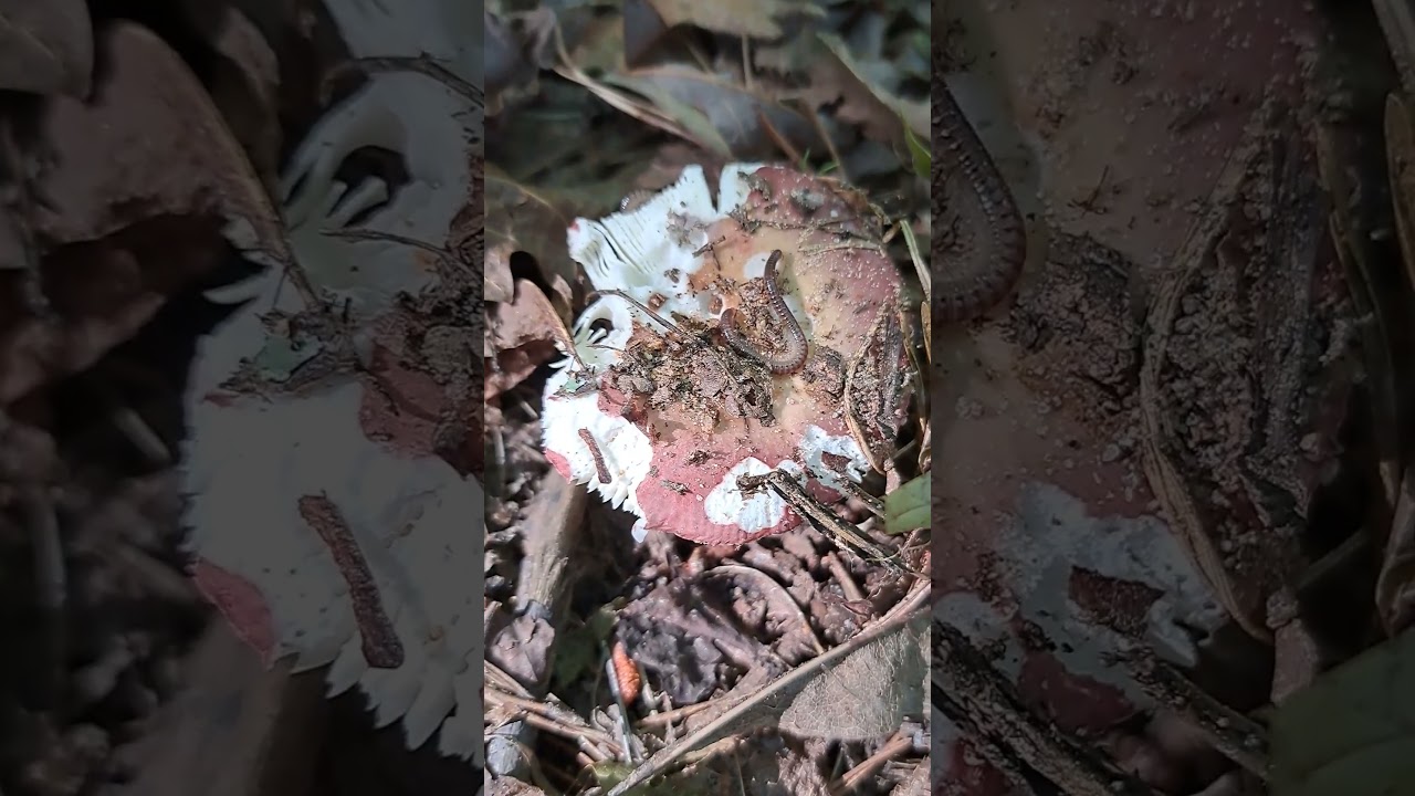 🍂 #mushroom #russula #fungi #fungus #woods #naturephotography #mushroomsofinstagram