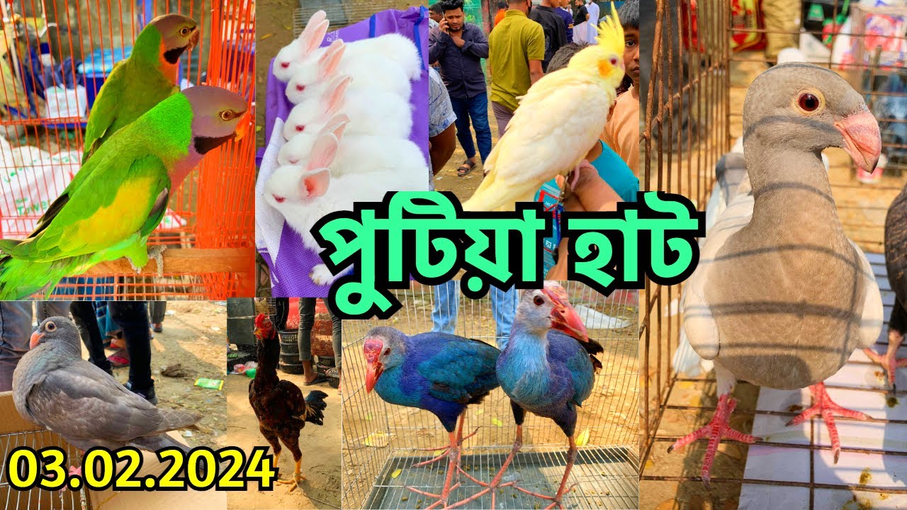 ছোট হয়ে গেছে নরসিংদীর পুটিয়া হাট | সৌখিন পোষা প্রাণী দাম জানুন | Puita Pet Market, Narsingdi #648