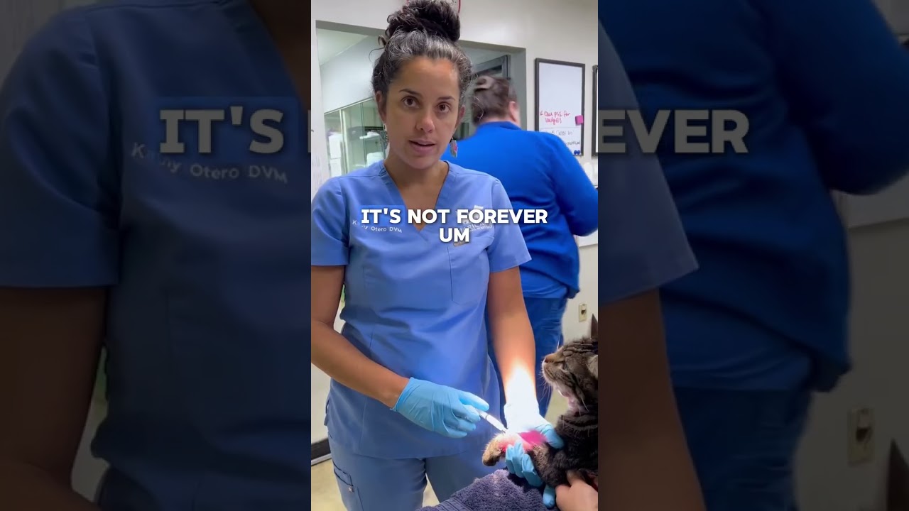 The Life Threatening Condition Every Cat Owner Must Know