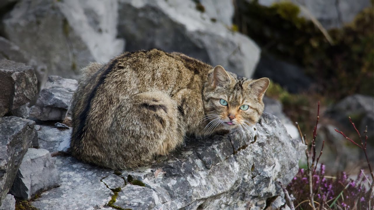 Gatto Selvatico Prealpi Bellunesi