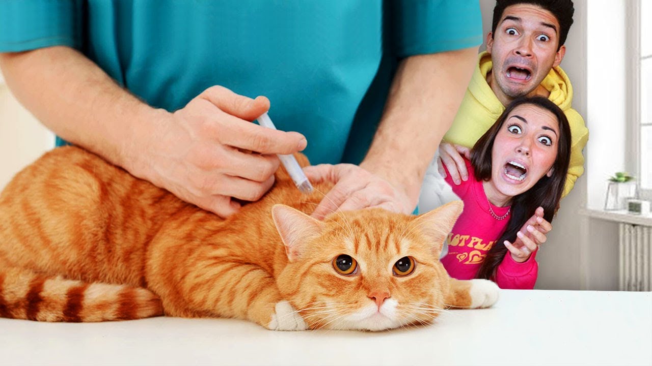 IL NOSTRO CUCCIOLO SI DEVE OPERARE! *portiamo il nostro gattino dal veterinario dottore*