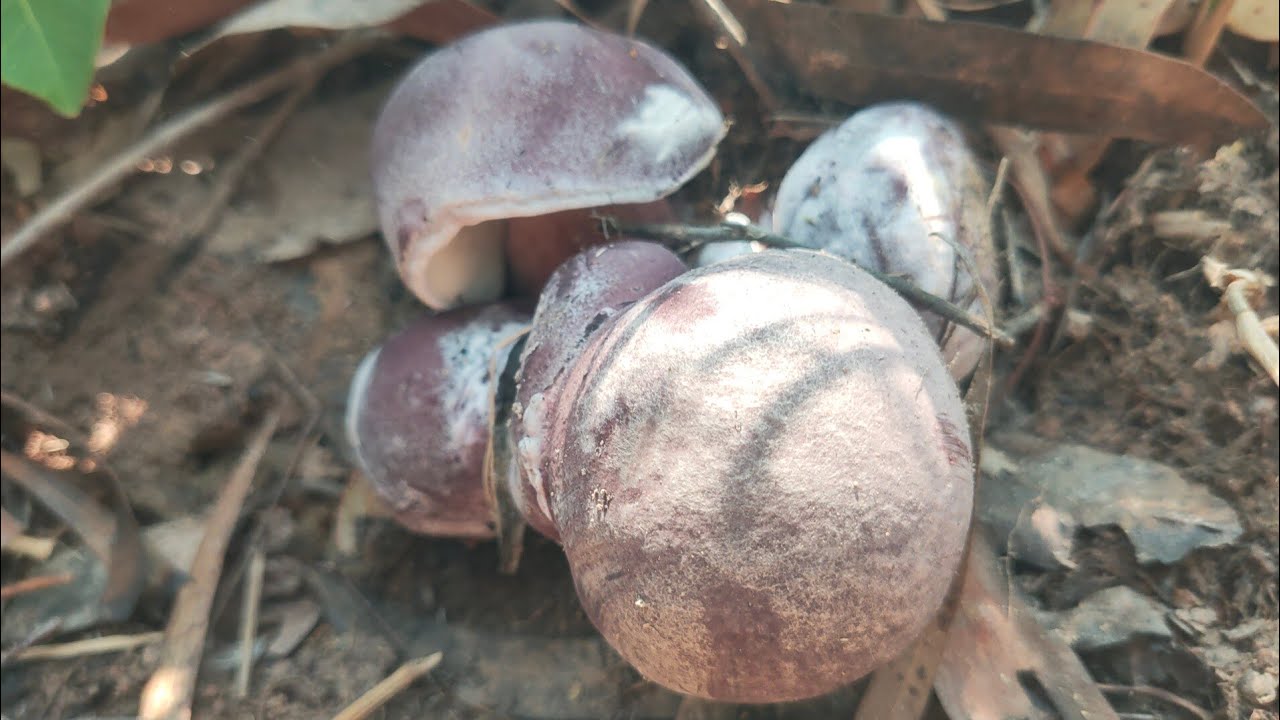 เหลือเชื่ออีกแล้วยิ่งหายิ่งหมานเห็ดดอกงามๆหมานๆเต็มกะต่าจ้า