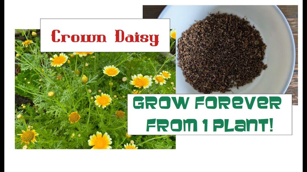 How to Harvest Crown Daisy Seeds 🌼 | Quick Garden Tip